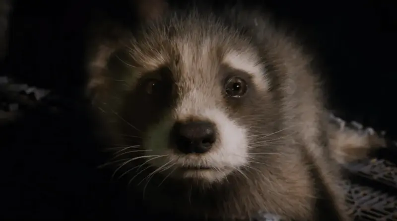 Primer Plano De Rocket Raccoon De Bebé Con Expresión Triste Y Ojos Llorosos En Una Jaula En Guardianes De La Galaxia Vol. 3.