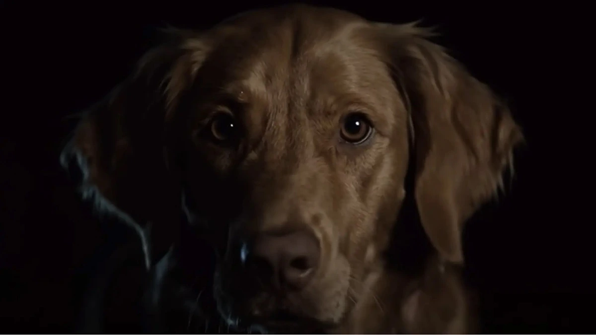 ¡Guau! 'Good Boy', la viral película de terror que recuerda a 'Agallas, El Perro Cobarde', ya tiene fecha de estreno en España. ¡Toma nota! 2 mundoCine - good boy pelicula estreno espana