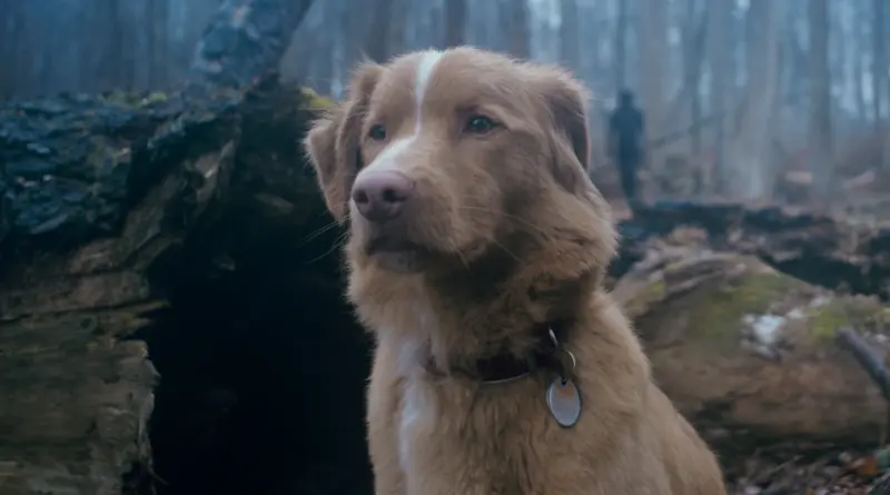 Imagen de la película Good Boy