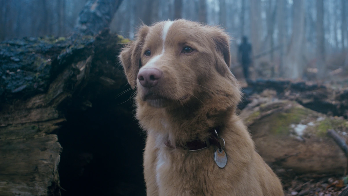 Crítica de 'La Virgen de la Tosquera': Dolores Oliverio impresiona en su debut con un personaje que trae a la memoria a la Carrie de Stephen King. 6 Crítica de ‘Good Boy’: El Daniel Day-Lewis de los perros.