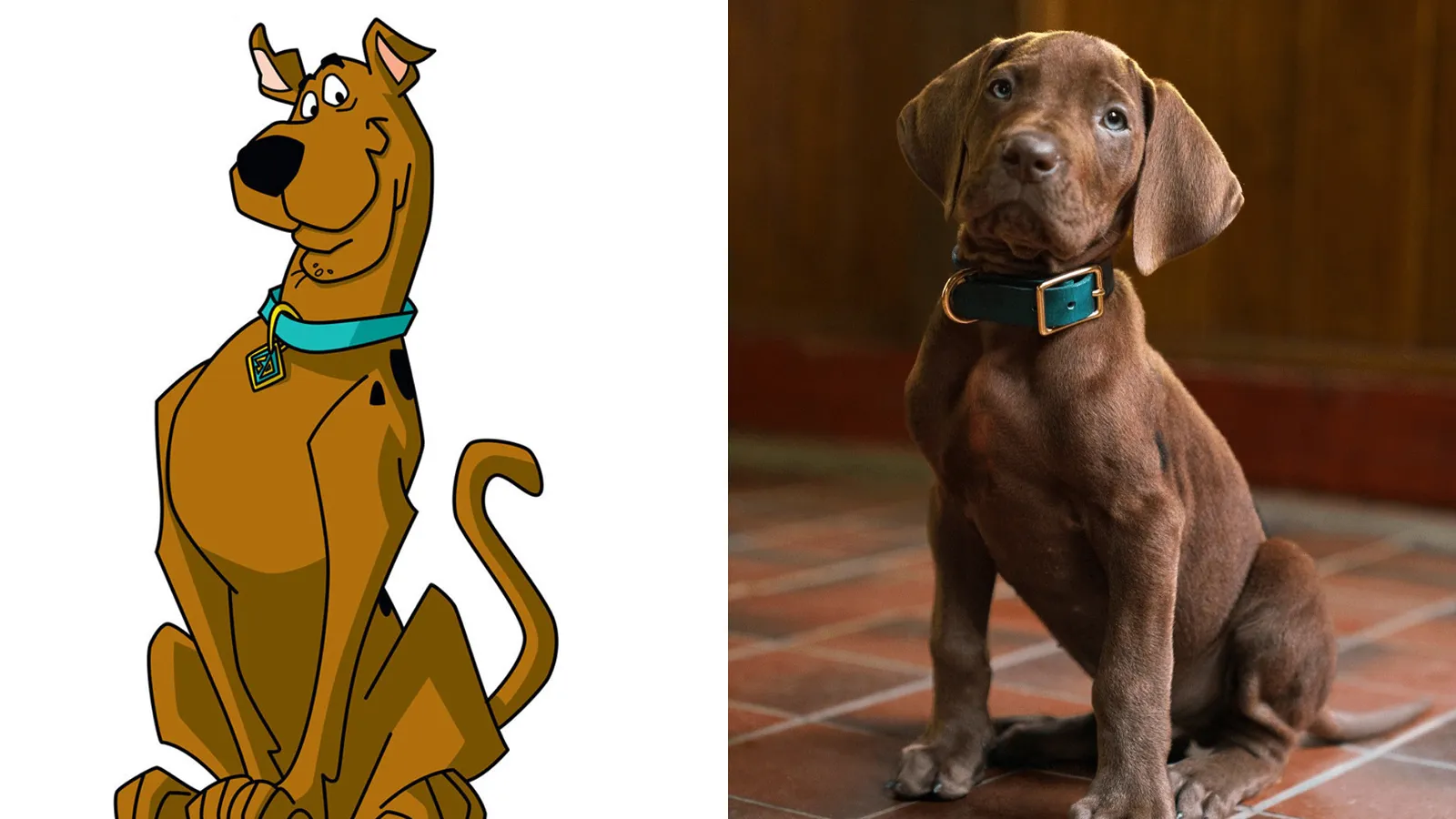 scooby doo el origen netflix serie live action perro