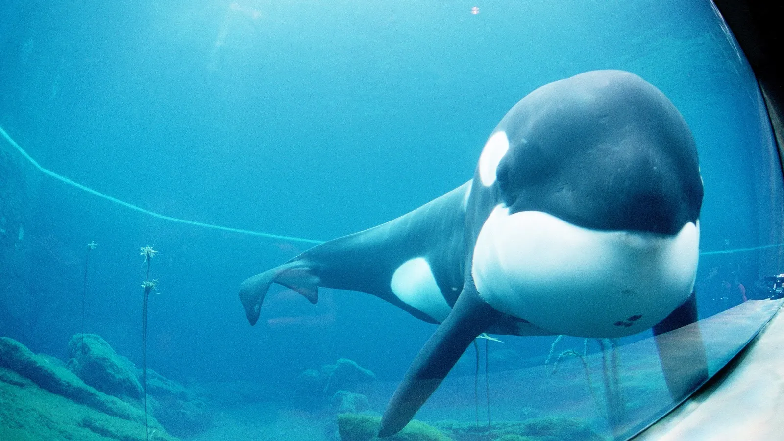 liberad a willy keiko